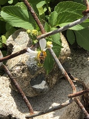 Apis mellifera