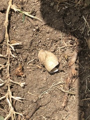 Gastropoda