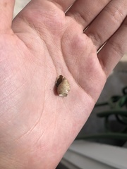 Gastropoda