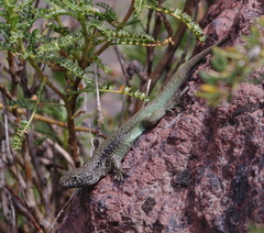 Liolaemus chillanensis