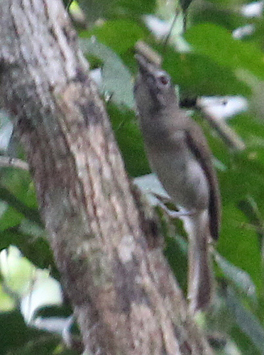 Moustached Babbler (Malacopteron magnirostre), photo 3