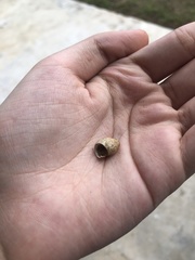 Gastropoda