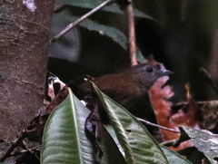 Malacocincla sepiaria