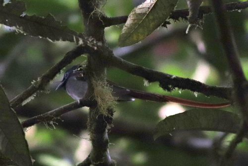 Blyth's Paradise Flycatcher (Terpsiphone affinis), photo 5