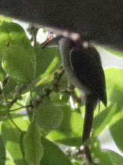 Rubigula erythropthalmos
