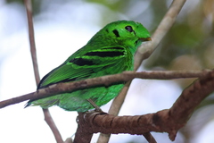 Calyptomena viridis