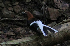 Enicurus ruficapillus