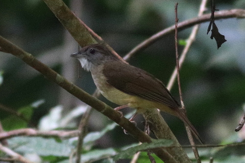Grey-cheeked Bulbul (Alophoixus tephrogenys), photo 9