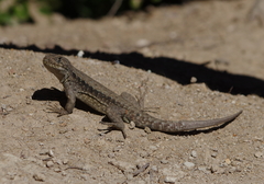 Liolaemus chillanensis