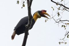 Rhabdotorrhinus corrugatus