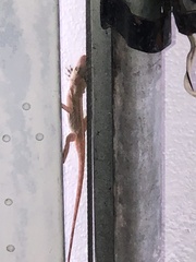 Anolis cristatellus