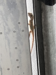 Anolis cristatellus