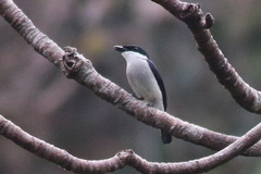 Hemipus hirundinaceus