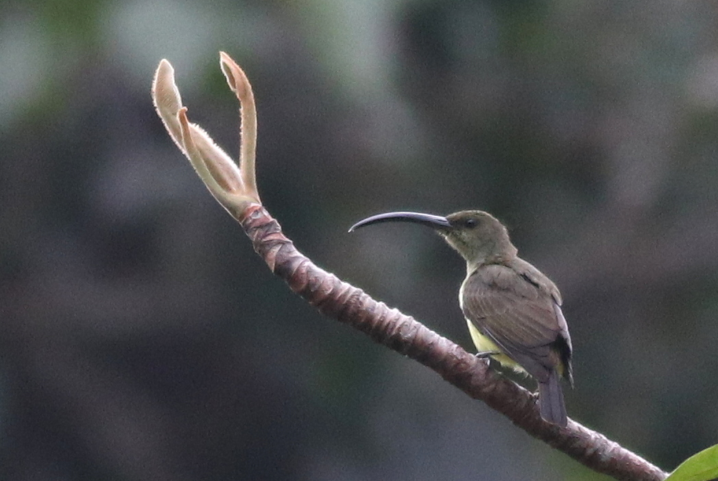 Long-billed Spiderhunter (Arachnothera robusta)