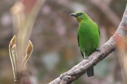 Greater Green Leafbird (Chloropsis sonnerati), photo 5