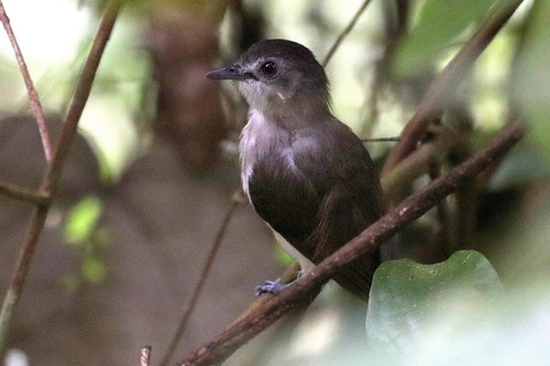 Sooty-capped Babbler (Malacopteron affine), photo 3