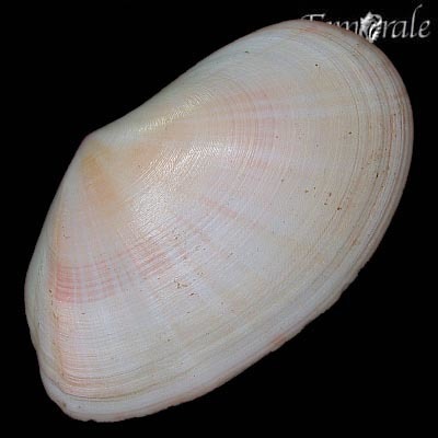 Laciolina