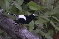 Enicurus leschenaulti