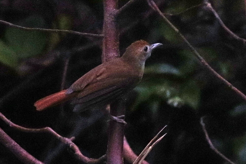 Ferruginous Babbler (Pellorneum bicolor), photo 9