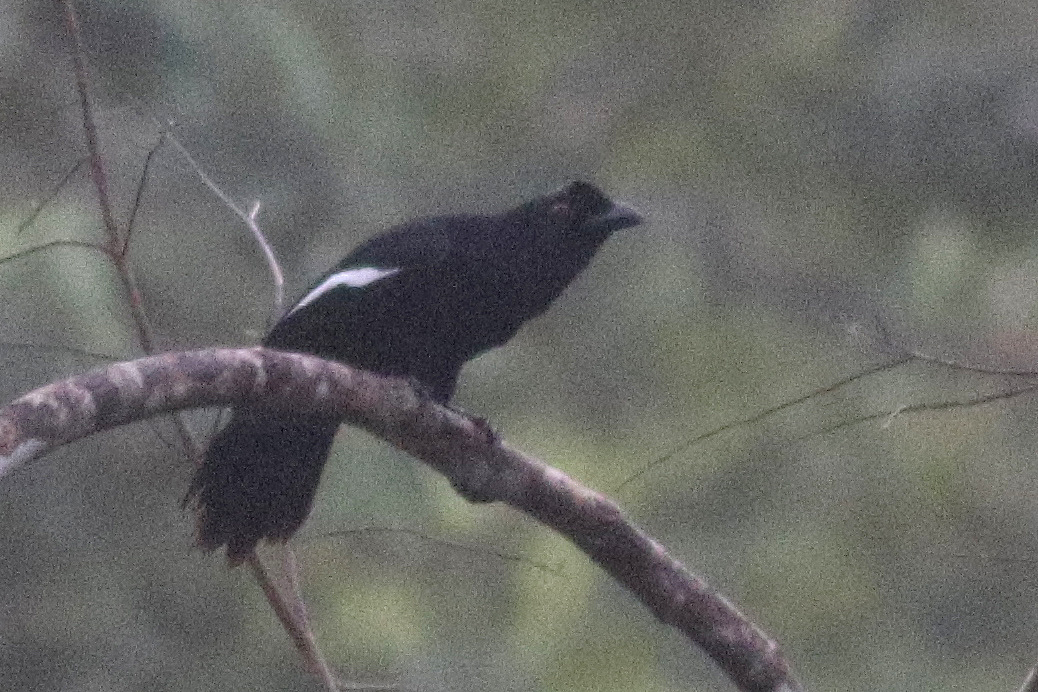 Malayan Black Magpie (Platysmurus leucopterus), photo 3