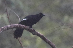 Black Magpie photo 5