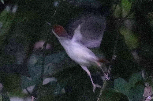 Rufous-tailed Tailorbird (Orthotomus sericeus), photo 10