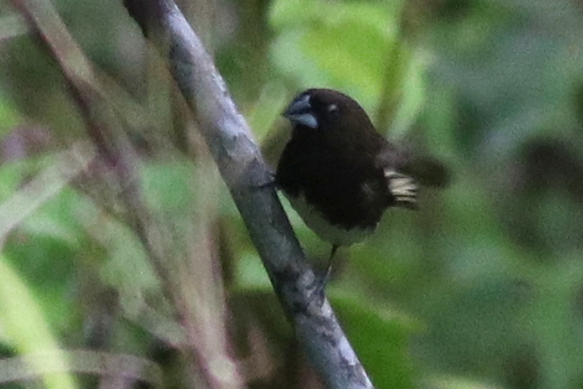 White-bellied Munia