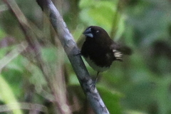Lonchura leucogastra