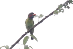 Psilopogon duvaucelii