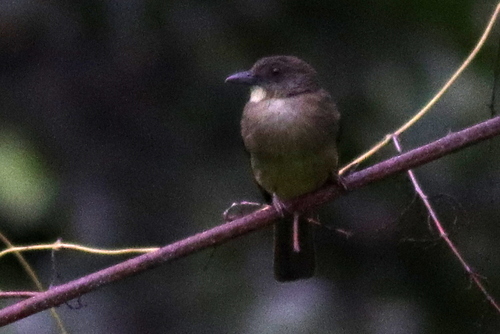 Finsch's Bulbul (Iole finschii), photo 5