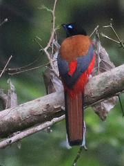 Harpactes duvaucelii