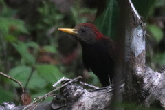 Blythipicus rubiginosus