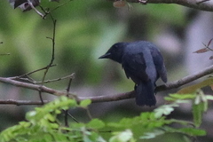 Lalage fimbriata