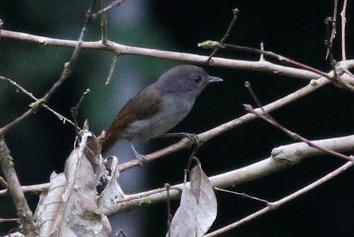 Brown Fulvetta (Alcippe brunneicauda), photo 7