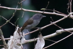 Alcippe brunneicauda