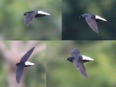 Silver-Rumped Spinetail photo 5