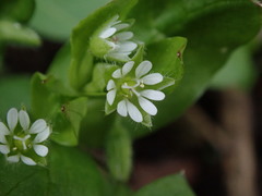 Stellaria media