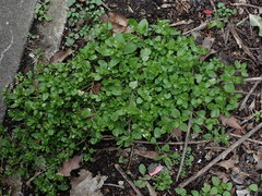 Stellaria media