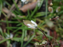 Draba verna