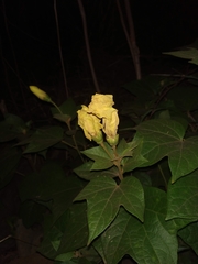 Azanza lampas