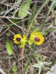 Ophrys lutea lutea