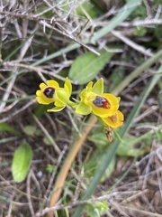 Ophrys lutea lutea