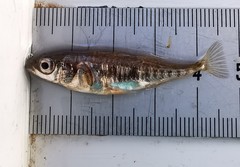 Gasterosteus aculeatus aculeatus