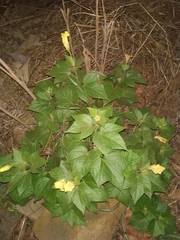 Azanza lampas