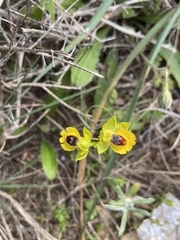 Ophrys lutea lutea
