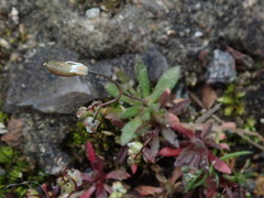 Draba verna