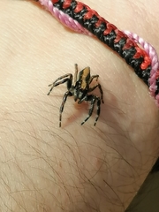 Megafreya sutrix