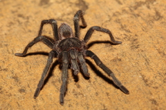 Plesiopelma