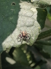 Megafreya sutrix