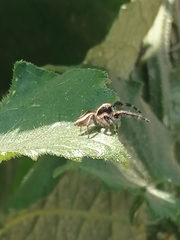 Megafreya sutrix